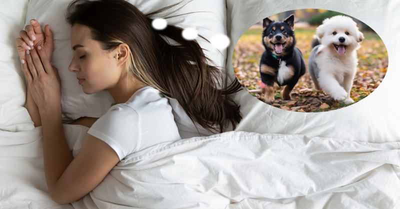 Nằm mơ thấy chó - Bí ẩn những điềm báo và con số may mắn 8 Giải mã giấc mơ thấy chó