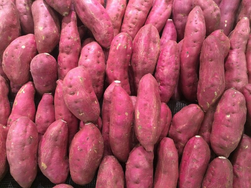 Chiêm bao thấy khoai lang đánh con gì?
